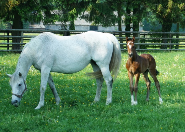 Zephyrine with her last foal Zilber